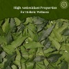 Pride of India |Natural Neem/Margosa Herb Whole Leaf 3.53 oz (100 gm) | Add to Tea, Dip, Juice & Smoothies | Vegan, No Caffeine, No Gluten